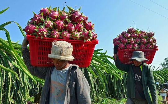 Xây dựng chỉ dẫn địa lý cho nông sản