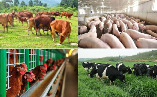 Tái cơ cấu ngành chăn nuôi nhiều “nút thắt” cần tháo gỡ