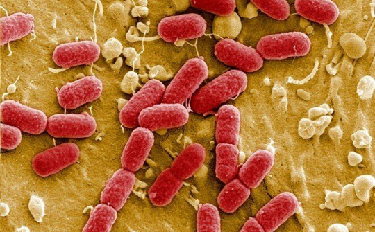 Căn bệnh truyền nhiễm nguy hiểm Whitmore đã xuất hiện trở lại