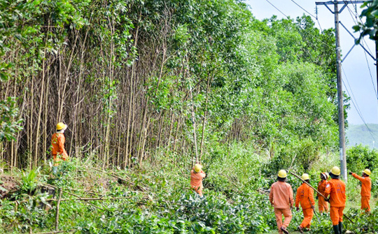 PC Quảng Ngãi giải phóng hành lang an toàn lưới điện
