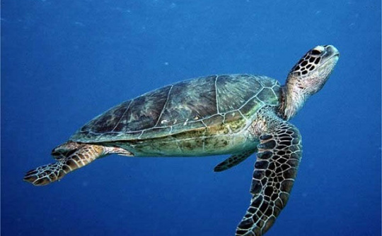 Cần bảo tồn các loài rùa nguy cấp