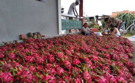 Xuất khẩu nông sản sang Trung Quốc đang sụt giảm