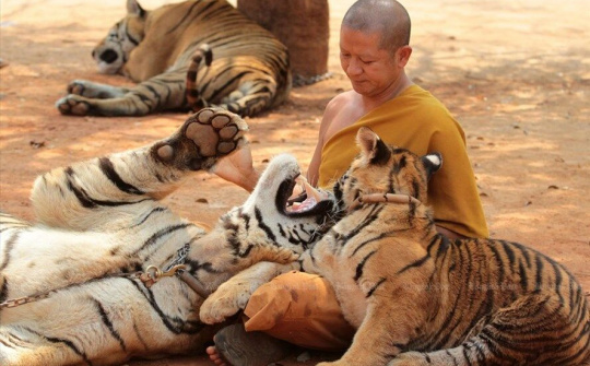 Hổ chết bất thường sau khi được giải cứu từ chùa nổi tiếng Thái Lan