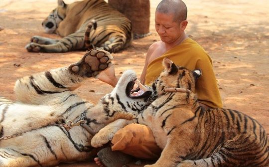 Hổ chết bất thường sau khi được giải cứu từ chùa nổi tiếng Thái Lan