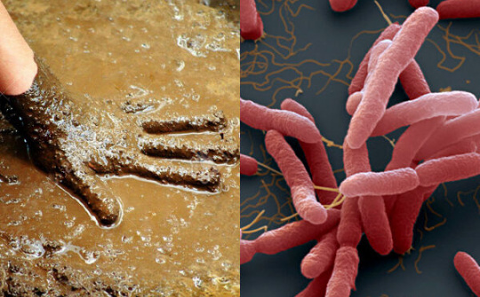 Bộ Y tế khuyến cáo cần phòng tránh bệnh Whitmore