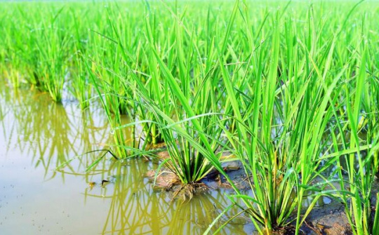 Giải pháp công nghệ nâng tầm lúa gạo Việt Nam