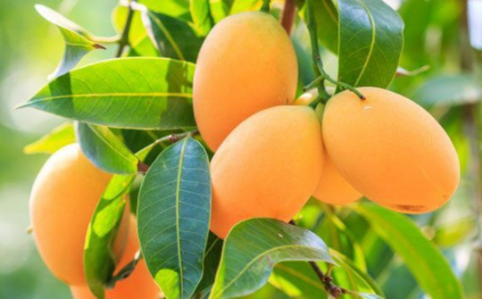 Sau thanh long, xoài được xuất khẩu vào thị trường Chile