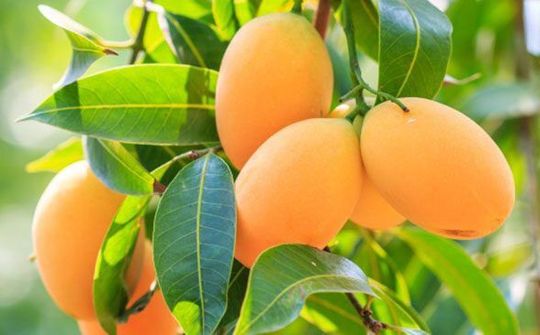 Sau thanh long, xoài được xuất khẩu vào thị trường Chile