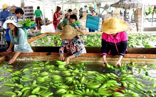 Nông sản Việt từ vườn đến thị trường Trung Quốc gặp vô số rào cản