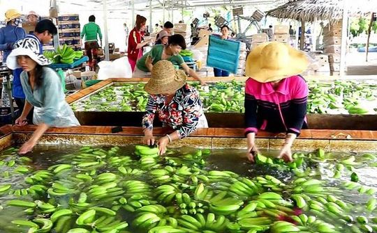 Nông sản Việt từ vườn đến thị trường Trung Quốc gặp vô số rào cản