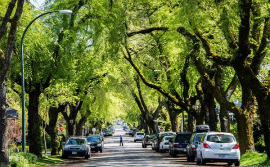 Bất cập trong việc quản lý cây xanh đô thị