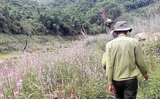 BQL rừng phòng hộ Thạch Nham: Công tác bảo vệ rừng không những là nhiệm vụ mà còn là cái nghiệp