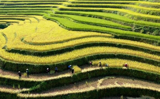 Khó ai có thể rời mắt trước vẻ đẹp ruộng bậc thang Hoàng Su Phì mùa lúa chín