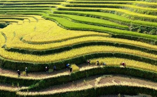 Khó ai có thể rời mắt trước vẻ đẹp ruộng bậc thang Hoàng Su Phì mùa lúa chín