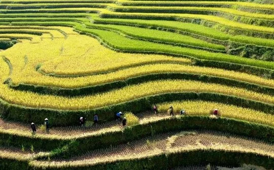 Khó ai có thể rời mắt trước vẻ đẹp ruộng bậc thang Hoàng Su Phì mùa lúa chín