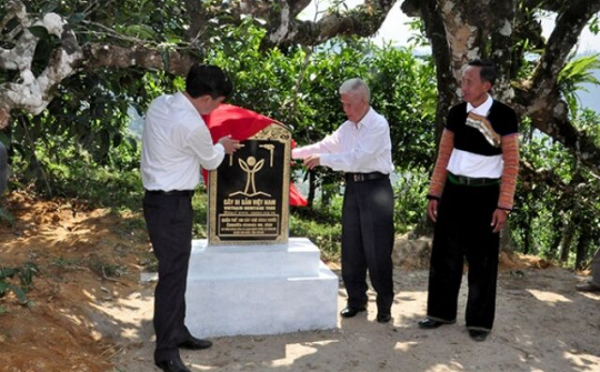 Yên Bái đón bằng công nhận quần thể chè shan tuyết cổ thụ Giàng Pằng