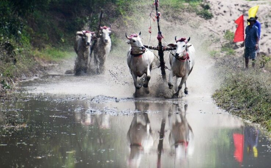 Mãn nhãn màn so tài gay cấn ở giải đua bò miền Tây