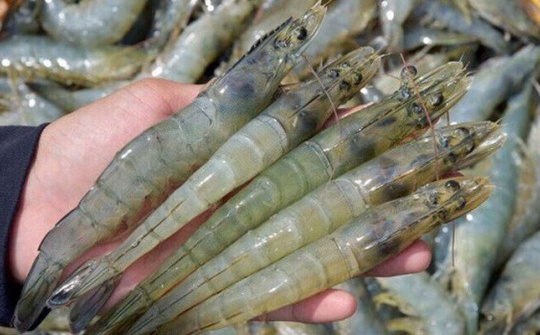 Xuất khẩu tôm sang EU giảm mạnh