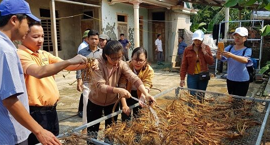 Sâm Bố Chính: Sản vật quý bị lãng quên
