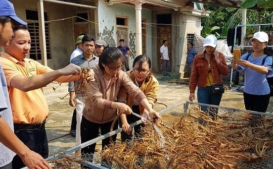 Sâm Bố Chính: Sản vật quý bị lãng quên