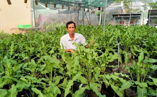"Lương y" Nguyễn Xuân Nguyên: Hỗ trợ "điều trị" cho nhiều bệnh nhân bằng cây "Sâm đại quang"