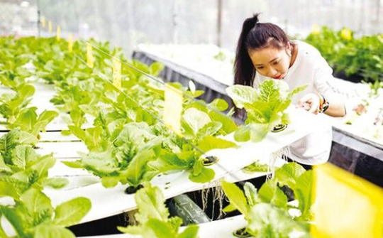 Hoàn thiện các hệ thống chính sách về nông nghiệp hữu cơ