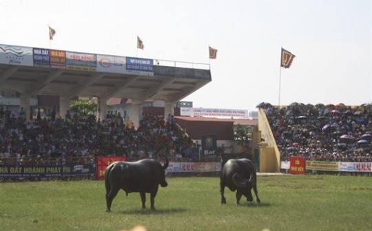 Dù thắng hay thua thì trâu chọi Đồ Sơn đều bị thịt