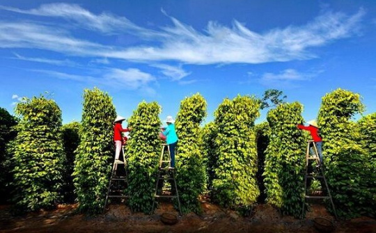 EVFTA là cơ hội cho hồ tiêu giữ vững vị thế