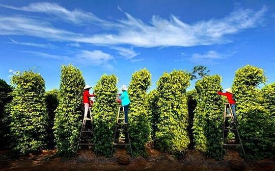 EVFTA là cơ hội cho hồ tiêu giữ vững vị thế