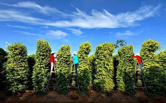 EVFTA là cơ hội cho hồ tiêu giữ vững vị thế