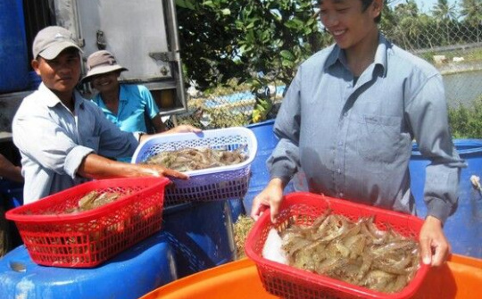 Ngành thủy sản Việt Nam: Nỗ lực đạt xuất khẩu tôm 10 tỷ USD vào năm 2025