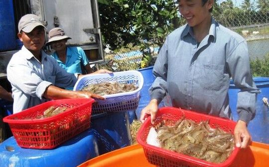 Ngành thủy sản Việt Nam: Nỗ lực đạt xuất khẩu tôm 10 tỷ USD vào năm 2025