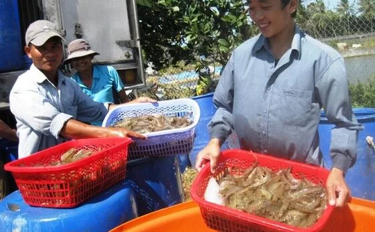 Ngành thủy sản Việt Nam: Nỗ lực đạt xuất khẩu tôm 10 tỷ USD vào năm 2025