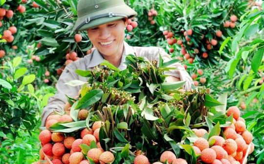 Cánh cửa mới cho vải thiều Việt Nam