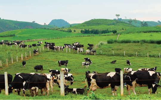 Vinamilk & Mộc Châu Milk: "Cái bắt tay" mở ra chương trình mới cho Ngành chăn nuôi bò sữa Việt Nam