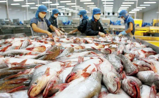 Mở ra con đường giúp cá tra Việt tới tay người nước ngoài