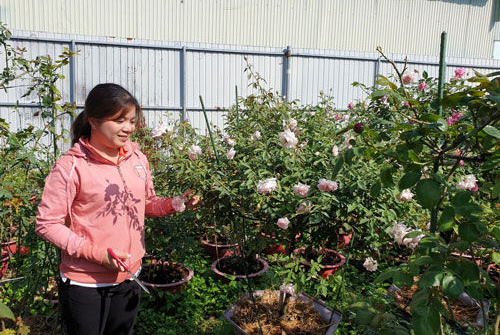 Hoa hồng ngoại là hướng đi khởi nghiệp mới trong phát triển nông nghiệp đô thị