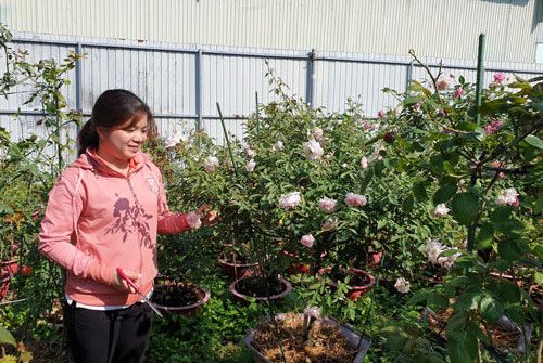 Hoa hồng ngoại là hướng đi khởi nghiệp mới trong phát triển nông nghiệp đô thị