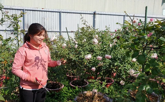 Hoa hồng ngoại là hướng đi khởi nghiệp mới trong phát triển nông nghiệp đô thị