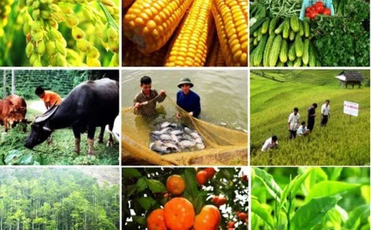 Liên kết sản xuất gắn với tiêu thụ nông sản