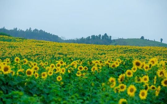 Bí mật diệu kỳ ở cánh đồng hoa mặt trời 