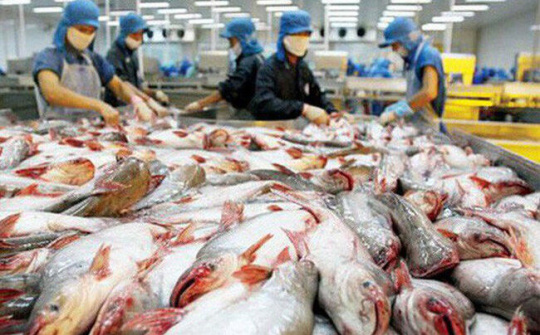 Những tín hiệu tích cực cho thị trường xuất khẩu cá tra tại Việt Nam