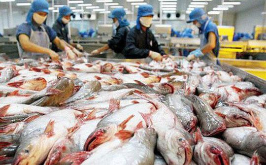 Những tín hiệu tích cực cho thị trường xuất khẩu cá tra tại Việt Nam