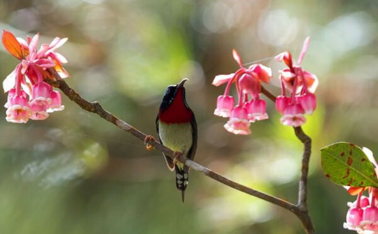 Chiêm ngưỡng hoa đào chuông độc đáo trên đỉnh Bà Nà