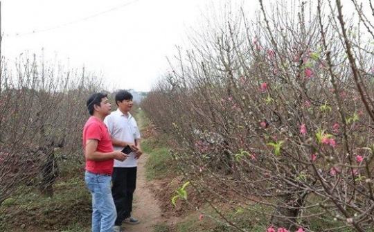 Nhật Tân nâng cao giá trị của cây đào nhằm phục vụ nhu cầu dịp Tết Canh Tý