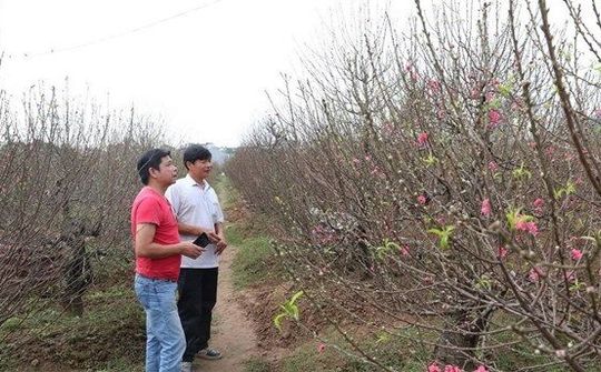 Nhật Tân nâng cao giá trị của cây đào nhằm phục vụ nhu cầu dịp Tết Canh Tý