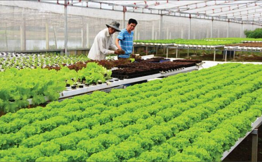 Doanh nghiệp là 'đầu tàu' dẫn dắt chuỗi giá trị nông sản