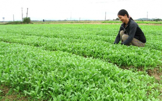 Thương hiệu rau VietGAP rộn ràng vào tết