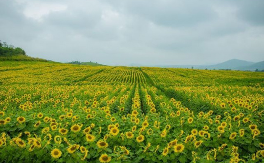 Những ngày cuối năm bình yên, thong thả, ngút ngàn xanh ở trang trại bò sữa TH true MILK