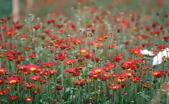 Thương hiệu hoa Mê Linh tấp nập tại các chợ vào dịp Tết